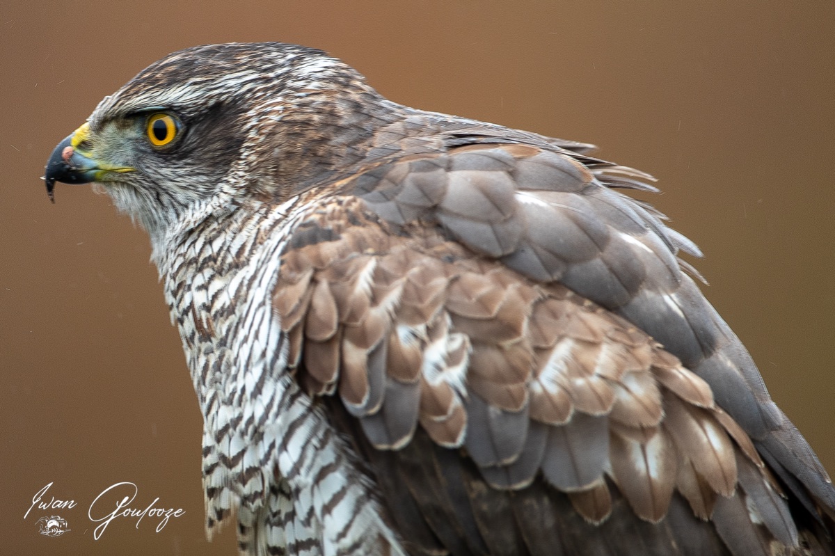 1DX45965 12 december 2021 1216 34